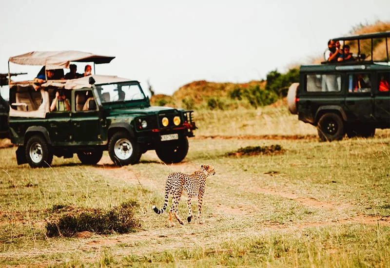 Jeep Safari Tour of Kaziranga National Park, Guwahati