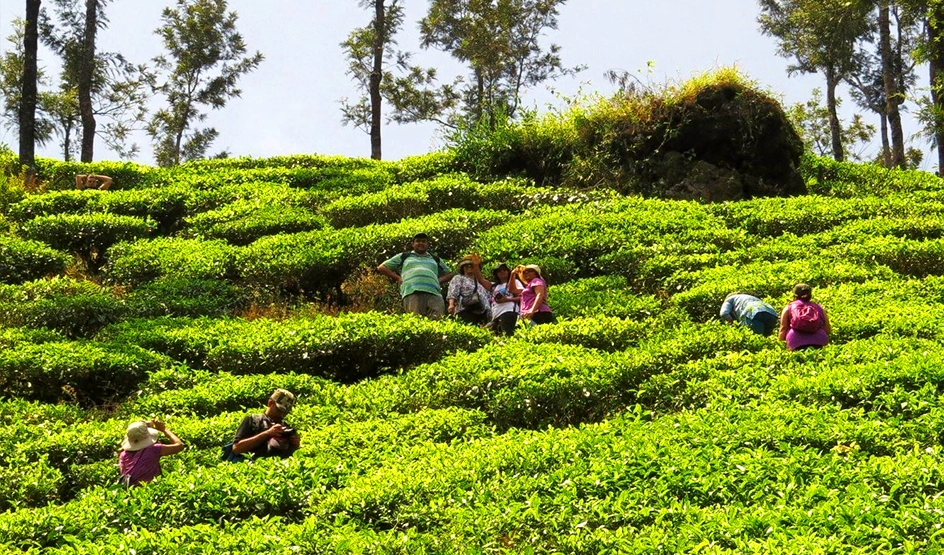 Chikmagalur Coffee Estate Tour Today’s offer Rs.1180 ( 22 off)